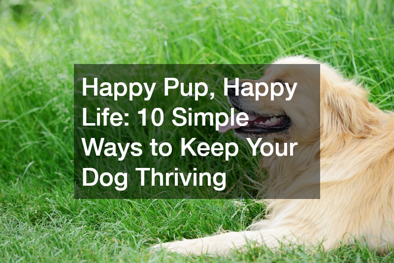 golden retriever on the lawn